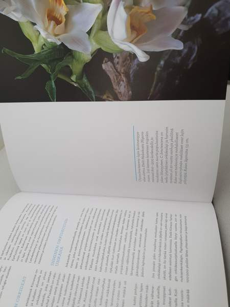 ORKIDEAT Janne Aho Helsinki - valokuva 4