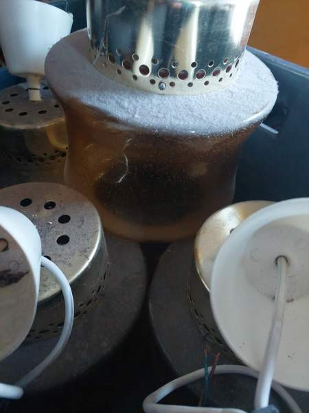 Kattovalaisin Pornainen - valokuva 2