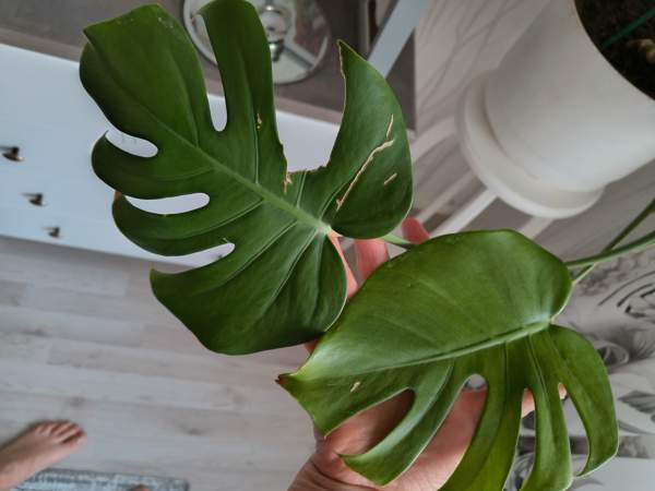 Peikonlehti Eura – foto 1