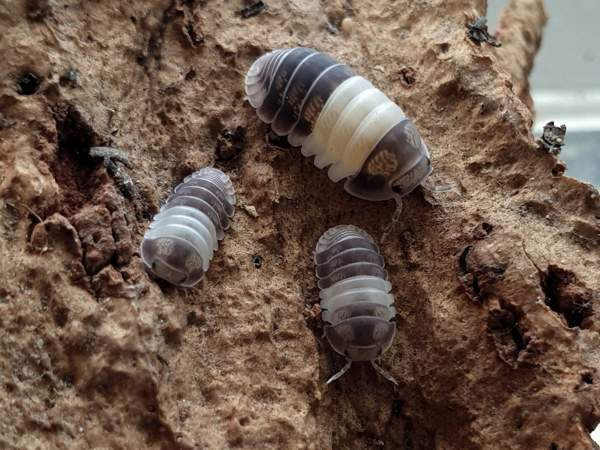 Cubaris sp. Panda King - siirat Kerava - valokuva 1