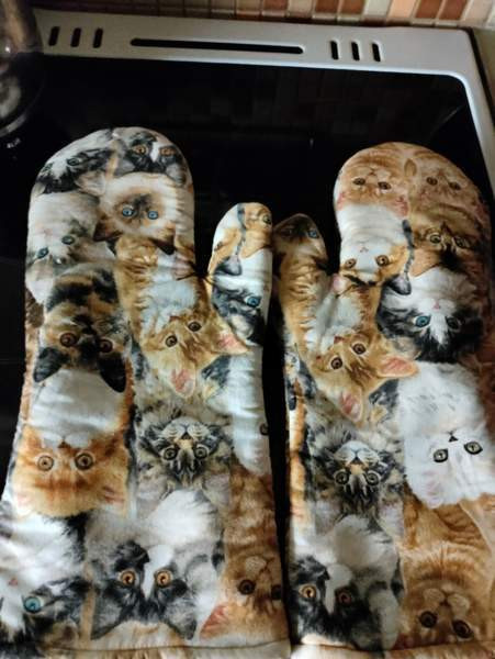 Kissat 2 kpl Kaarina – foto 2