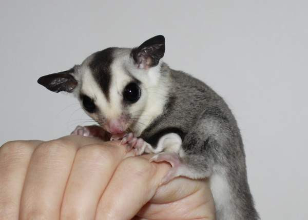 Mahlapussikiitäjä / sokeriorava (Petaurus breviceps) Eura - photo 1