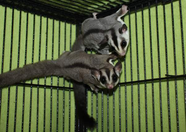 Mahlapussikiitäjä / sokeriorava (Petaurus breviceps) Eura - photo 2