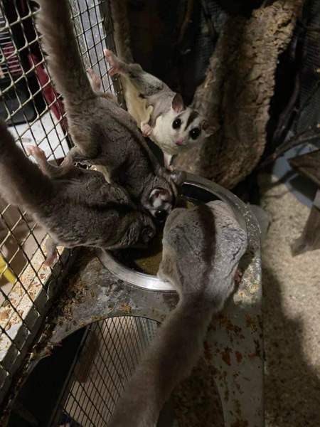 Mahlapussikiitäjä / sokeriorava (Petaurus breviceps) Eura - photo 3