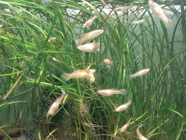 MILJOONAKALANAARAITA Kauhajoki - valokuva 1