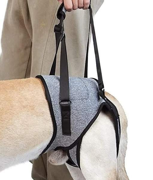 Koiran kävelyapu Helsinki - photo 5