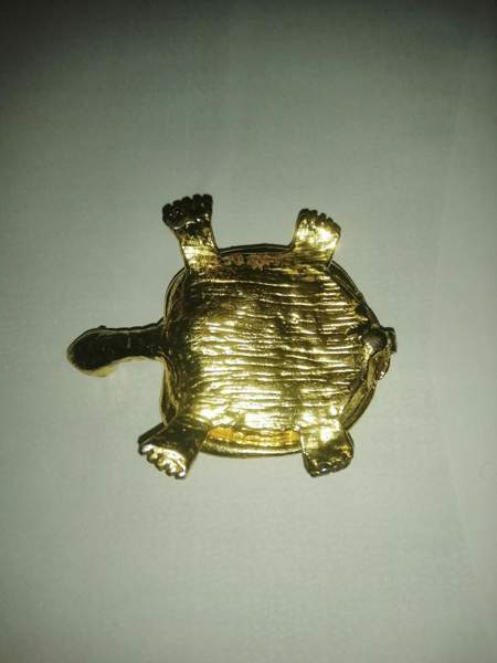 Koriste kilpikonna Sastamala - photo 4