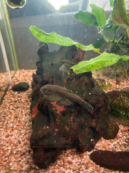 Pilkkuperhosnuoliaisen poikasia Лахти - изображение 1