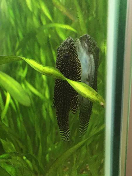 Pilkkuperhosnuoliaisen poikasia Лахти - изображение 2