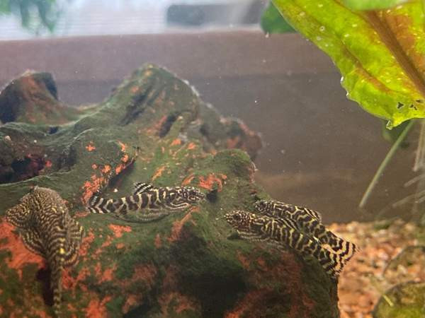 Pilkkuperhosnuoliaisen poikasia Лахти - изображение 3