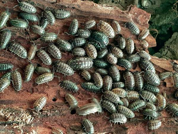Armadillidium pictum - siirat Kerava – foto 2