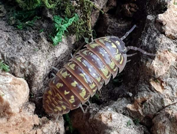 Armadillidium pictum - siirat Kerava - valokuva 1