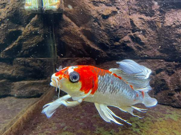 Huntukarppi Turku - valokuva 1