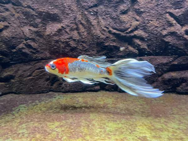 Huntukarppi Turku - valokuva 3