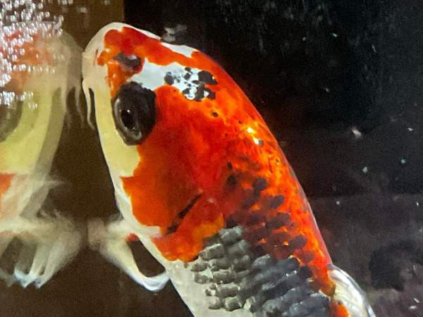 Huntukarppi Turku - valokuva 2