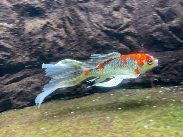 Huntukarppi Turku - valokuva 4