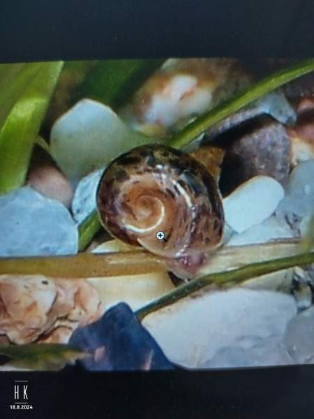 Kullanvärisiä kiekkokotilon poikasia Jyvaeskylae – foto 1