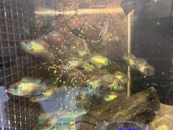 Sinikirjoahven kalanpoikasta. Espoo - valokuva 4