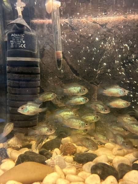 Sinikirjoahven kalanpoikasta. Espoo - valokuva 2