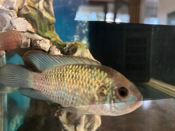 Sinikirjoahven kalanpoikasta. Espoo - valokuva 1