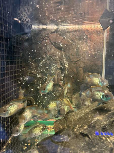 Sinikirjoahven kalanpoikasta. Espoo - valokuva 3